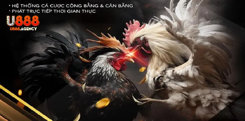 Vảy Gà Huyền Trâm – Đỉnh Cao Cá Cược Đá Gà 