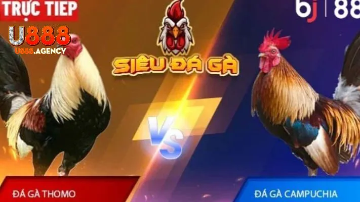 Hướng Dẫn Tham Gia Cá Cược Đá Gà Với Thuật Ngữ Đá Gà